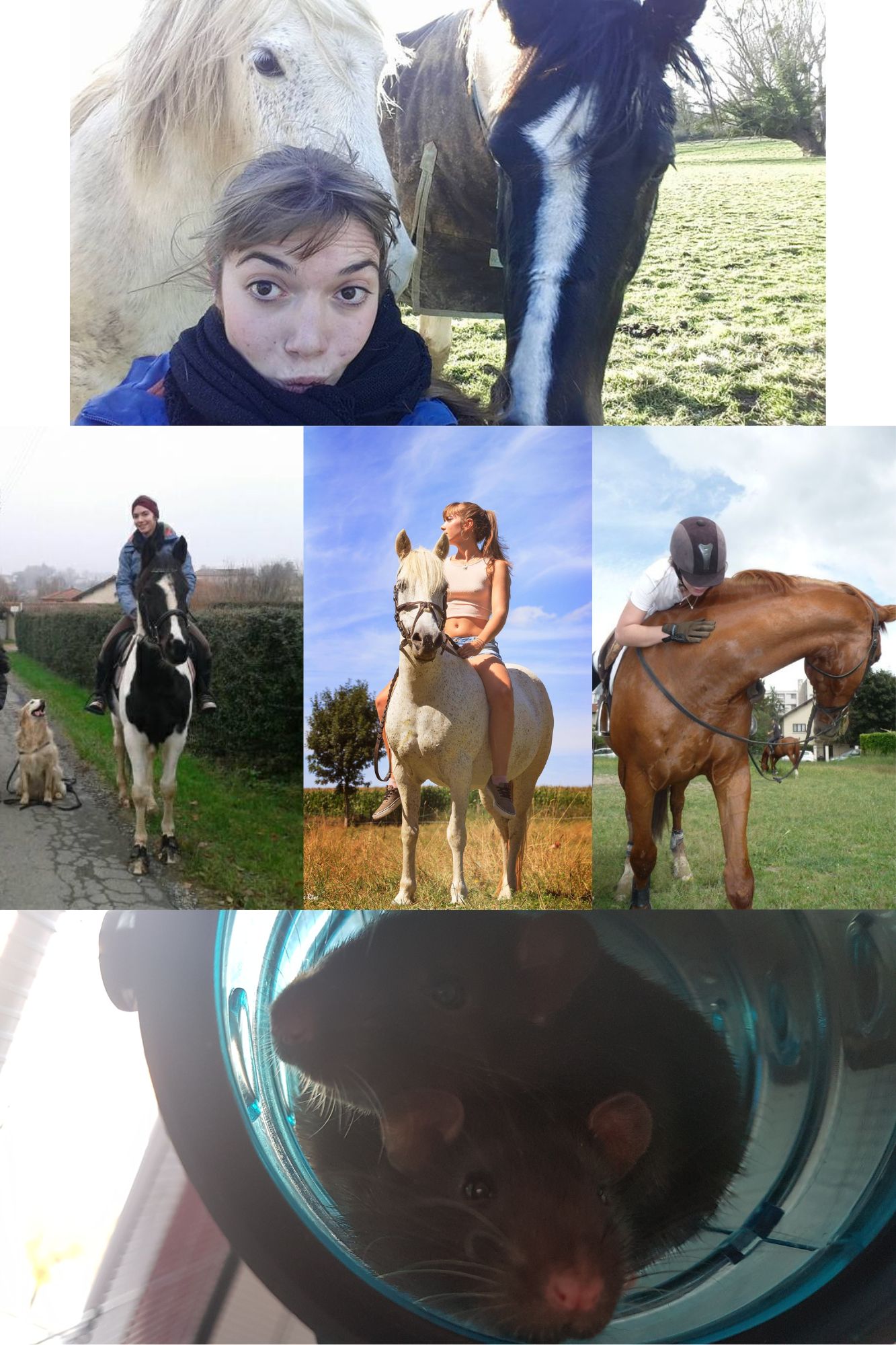 chien staff